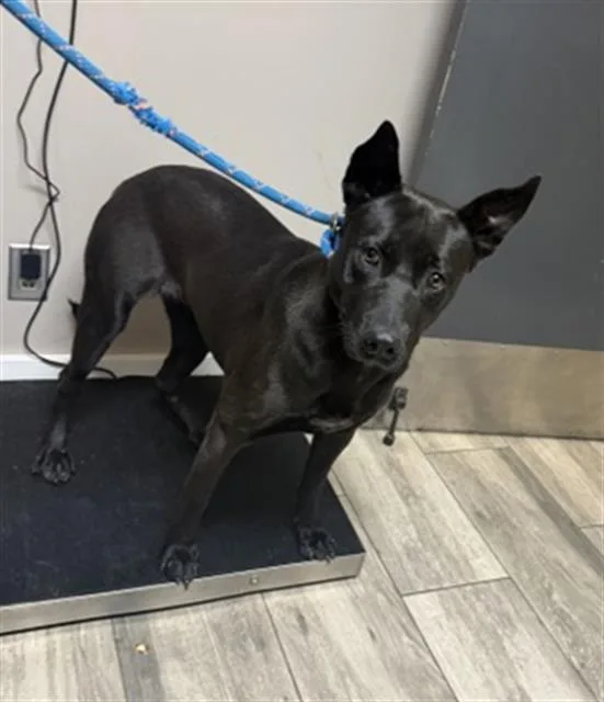 A young medium-sized female German Shepherd Dog dog named Gorgonzola for adoption in Redlands, CA