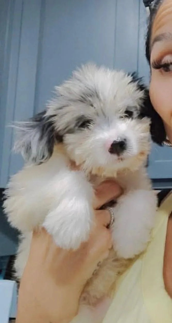 A baby small-sized female Mixed Breed dog named Zoey for adoption in Gainesville, VA