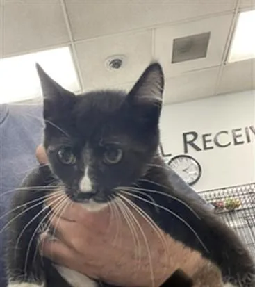 An adult small-sized female Domestic Short Hair cat named Leah for adoption in Van Nuys, CA