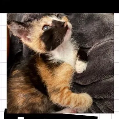 A baby small-sized female Calico Domestic Short Hair cat named Steal the Krabby Patty for adoption in Westminster, CA