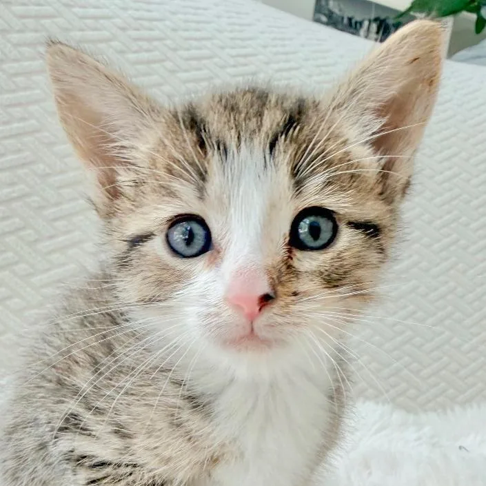 A baby small-sized male Brown / Chocolate Domestic Short Hair cat named Squirtle for adoption in Chapel Hill, NC
