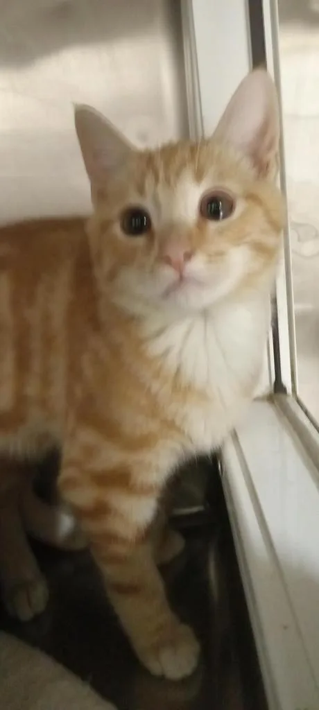 An adult medium-sized male Domestic Short Hair cat named Tony for adoption in Pahrump, NV