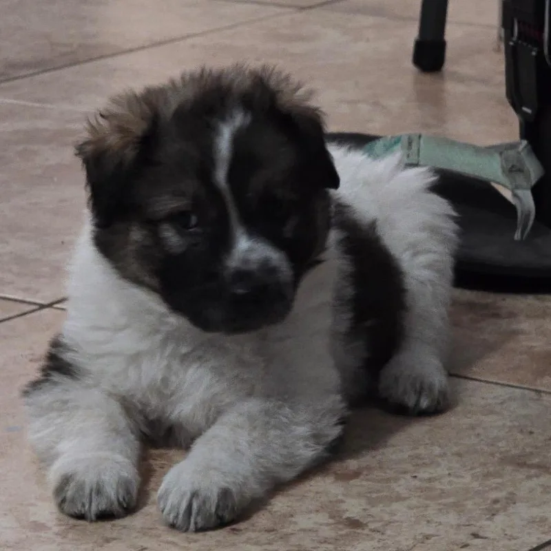 A baby medium-sized male White / Cream Australian Shepherd dog named Rocky Road for adoption in Phoenix, AZ