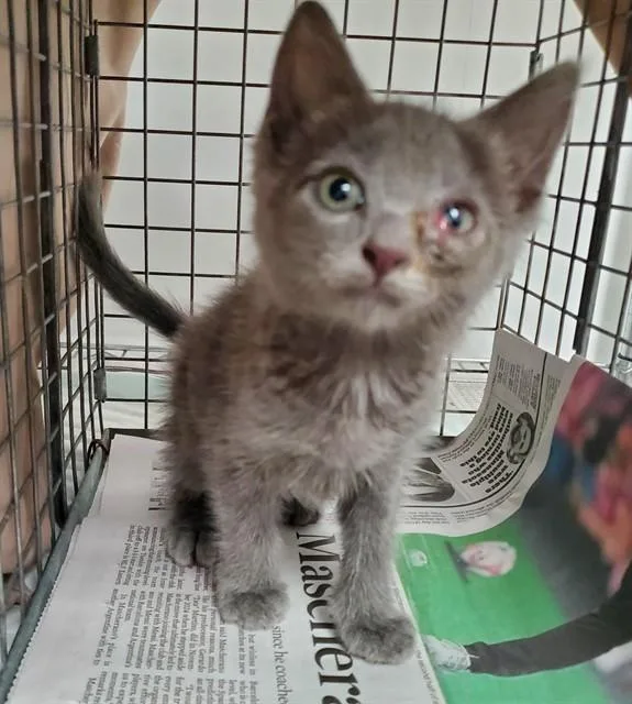A baby small-sized female Domestic Short Hair cat named Macy for adoption in Fort Lauderdale, FL