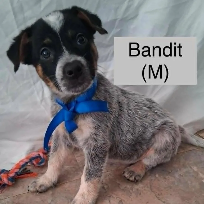 A baby medium-sized male Australian Cattle Dog / Blue Heeler dog named Bandit for adoption in PLAINFIELD, CT