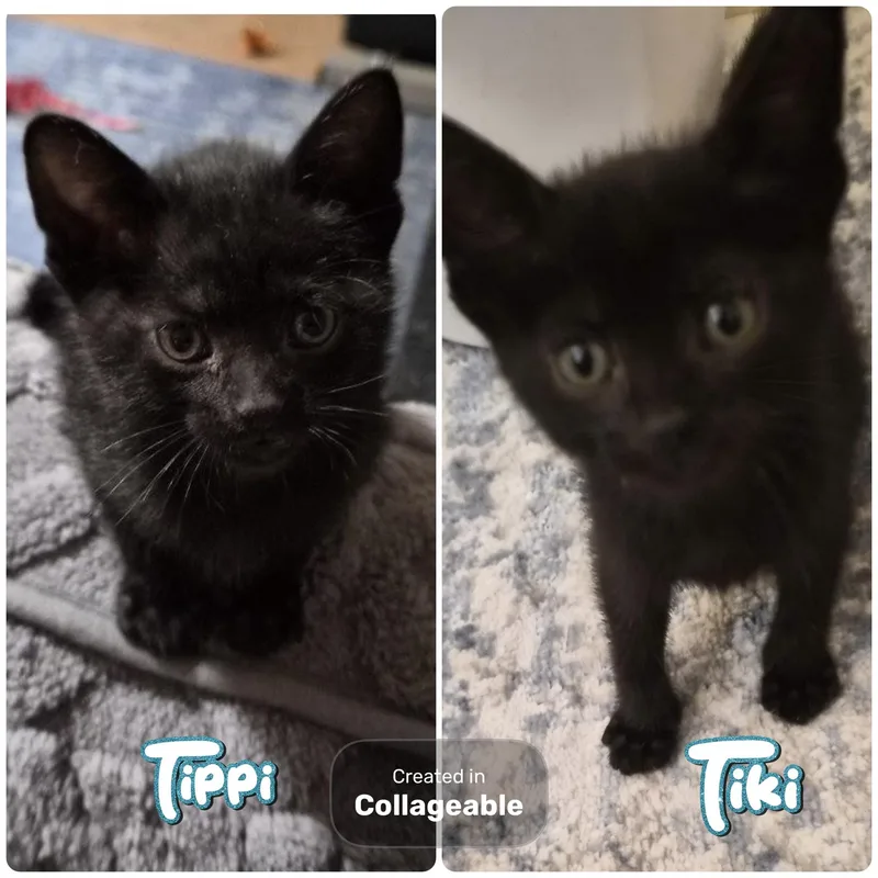A baby medium-sized female Domestic Short Hair cat named Tiki and Tippi for adoption in Clinton, IL