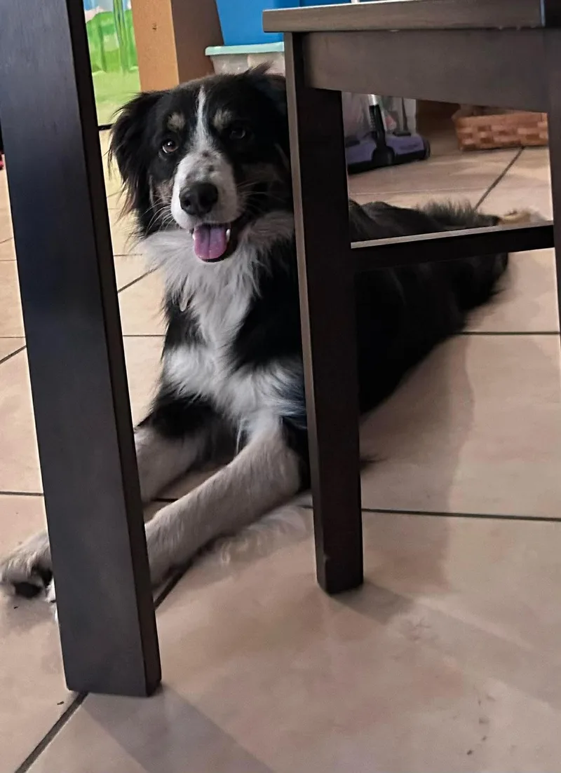 An adult medium-sized female Australian Shepherd dog named Nella for adoption in Cape May Court House, NJ