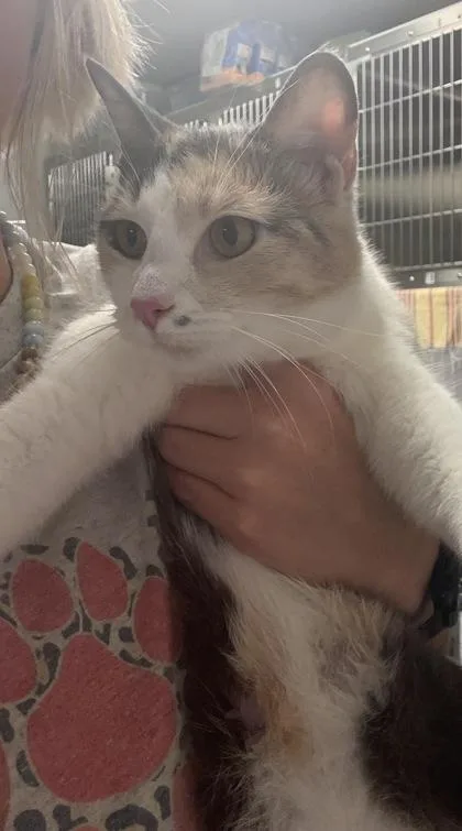 An adult small-sized female Domestic Short Hair cat named Astrid for adoption in Bowling Green, KY