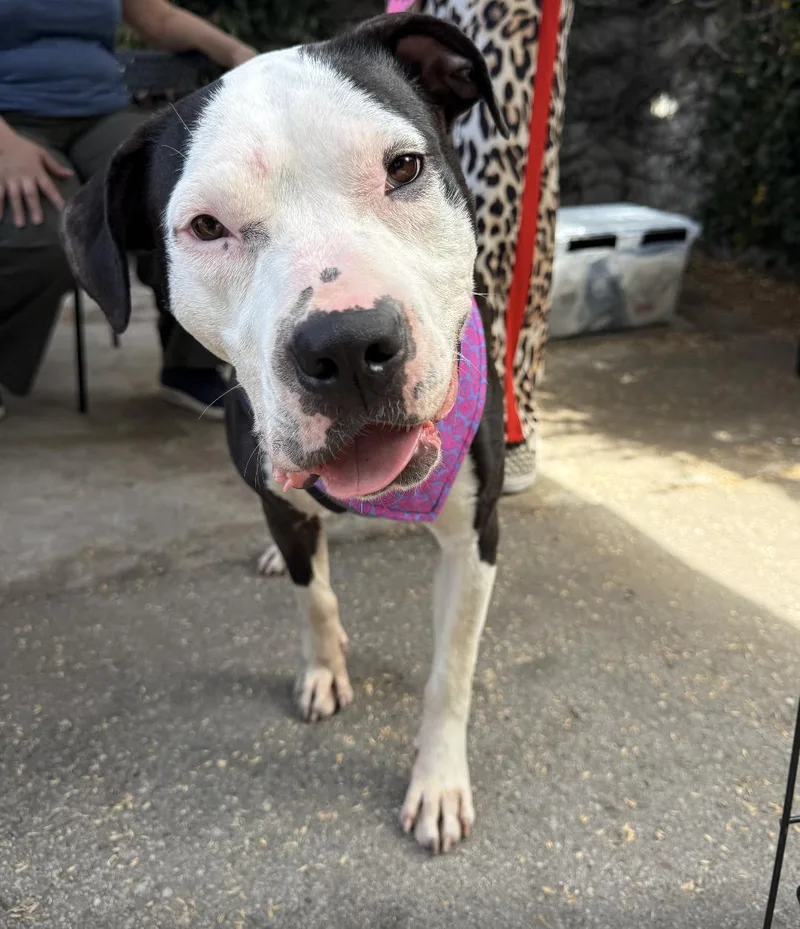 A young medium-sized female Bicolor Pit Bull Terrier dog named Rita for adoption in West Hollywood, CA
