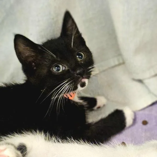 A baby small-sized female Domestic Short Hair cat named Sinclair for adoption in Oakland, CA