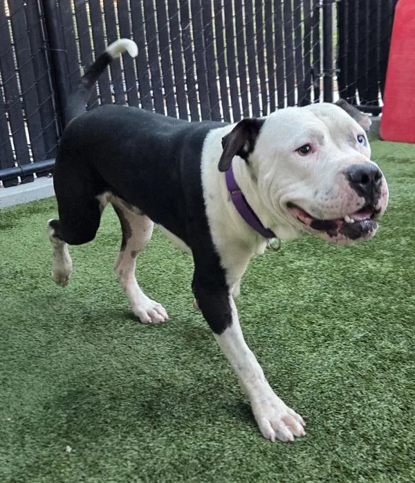 An adult medium-sized male American Staffordshire Terrier dog named Xj for adoption in El Cajon, CA