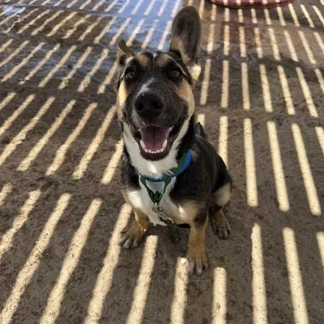 A young small-sized male Shepherd dog named Apollo for adoption in Thousand Palms, CA