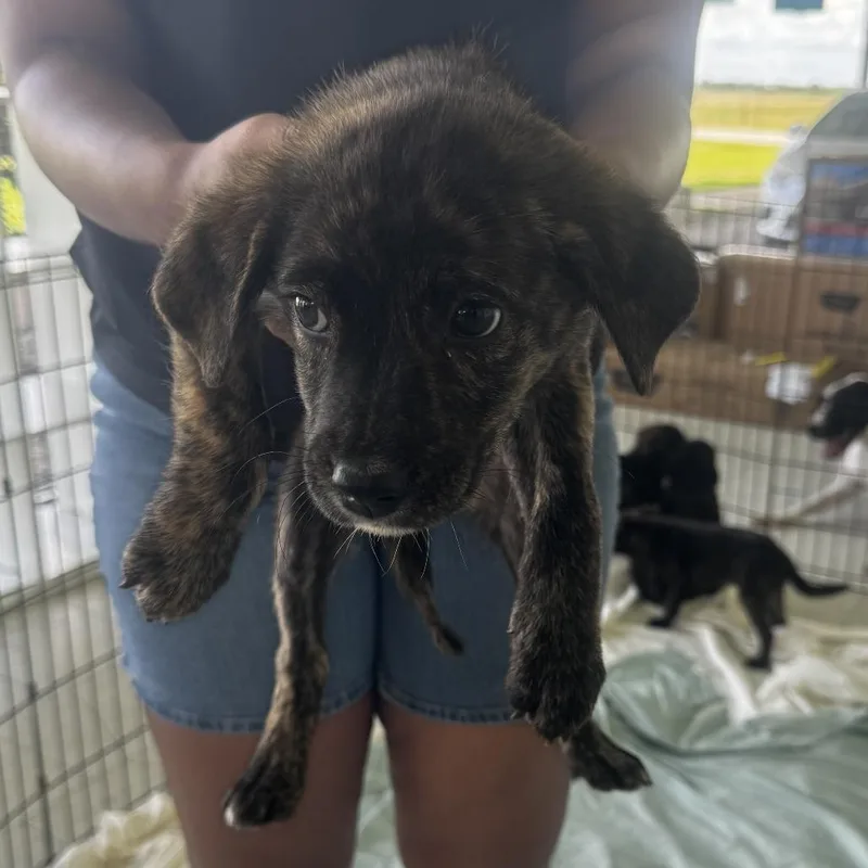 A young medium-sized female Brindle Terrier dog named Angel for adoption in Clarksdale, MS
