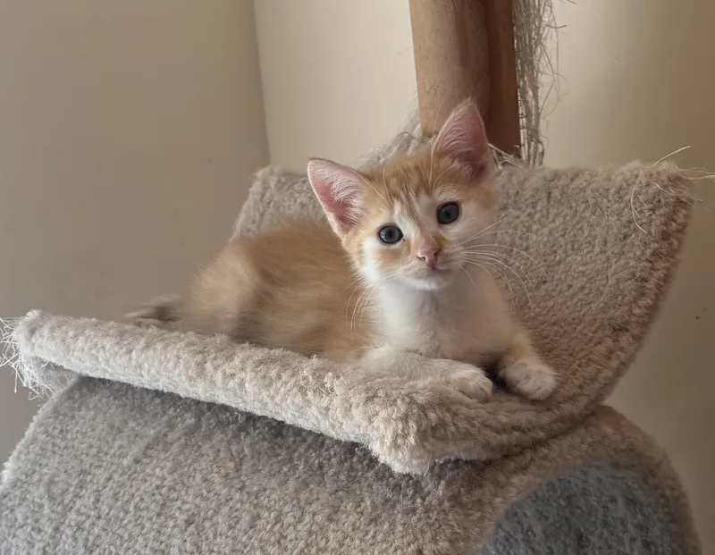 A baby medium-sized male Domestic Short Hair cat named Hansel for adoption in Bensalem, PA