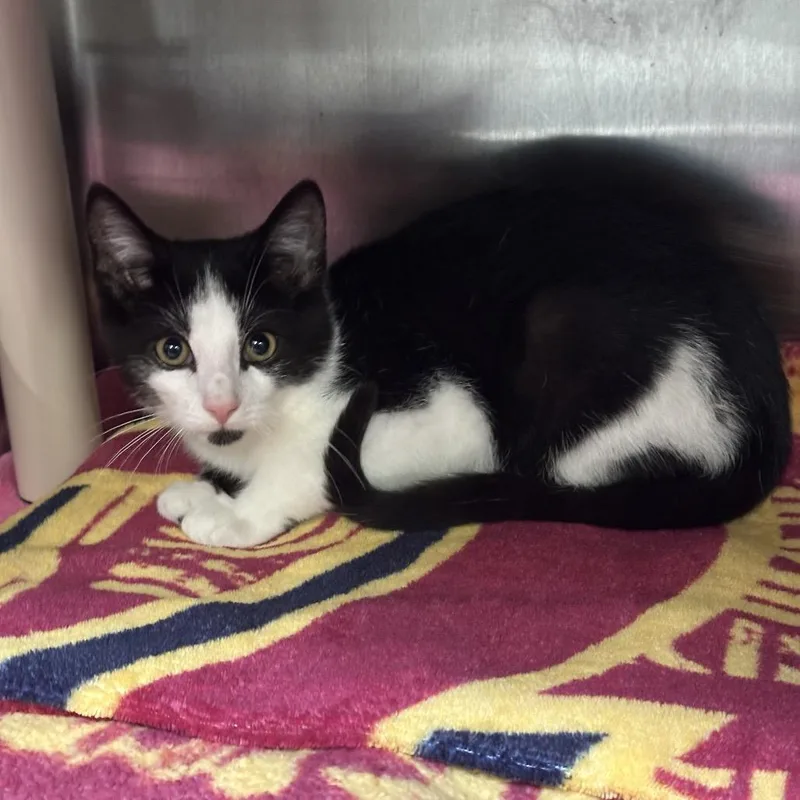 A baby small-sized male Domestic Short Hair cat named Geppetto for adoption in Mentor, OH