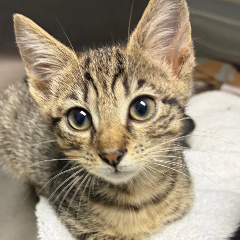 A baby small-sized female Brown / Chocolate Domestic Short Hair cat named Deputy for adoption in Fredericksburg, VA