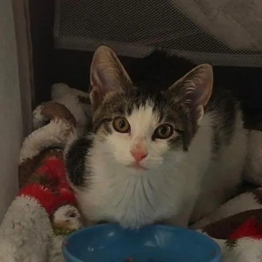 A baby small-sized male Black Domestic Short Hair cat named Biscotti and Tatum for adoption in Pardeeville, WI
