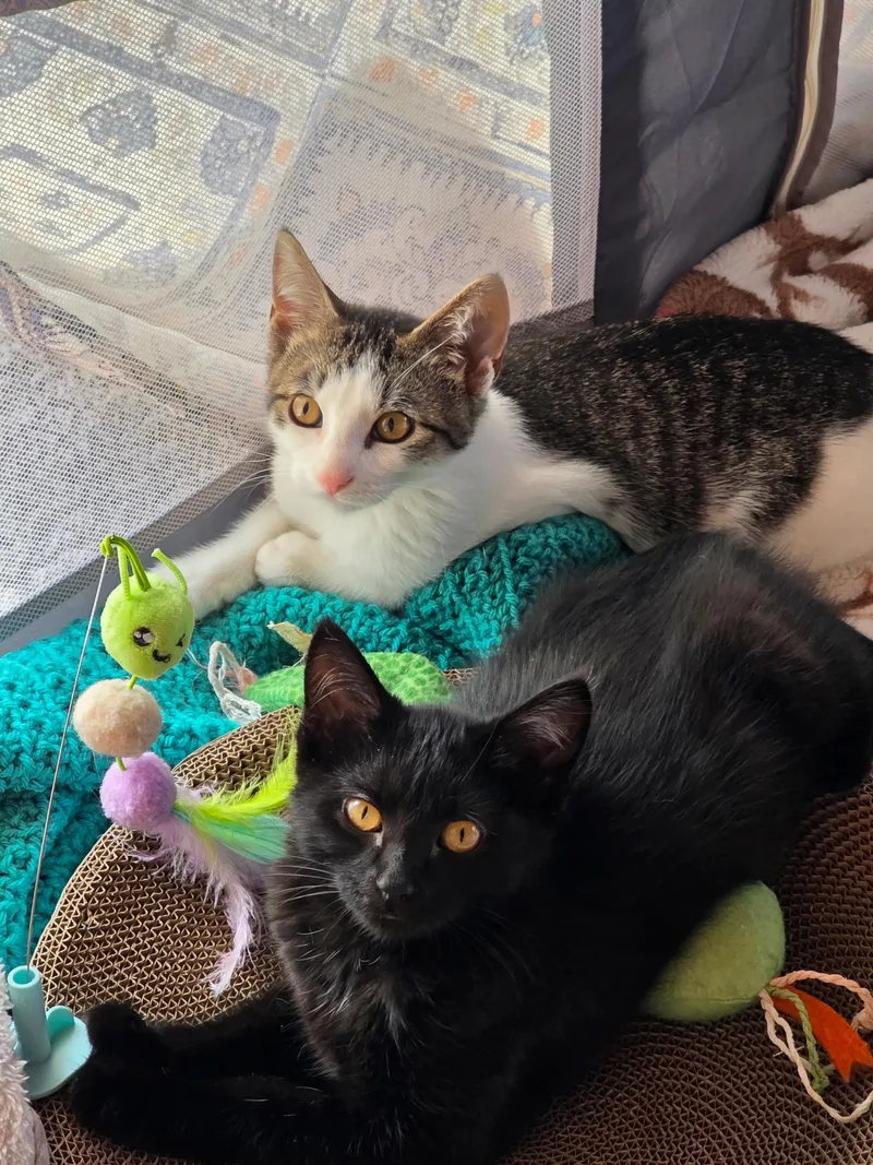 Biscotti and Tatum thumbnail 2