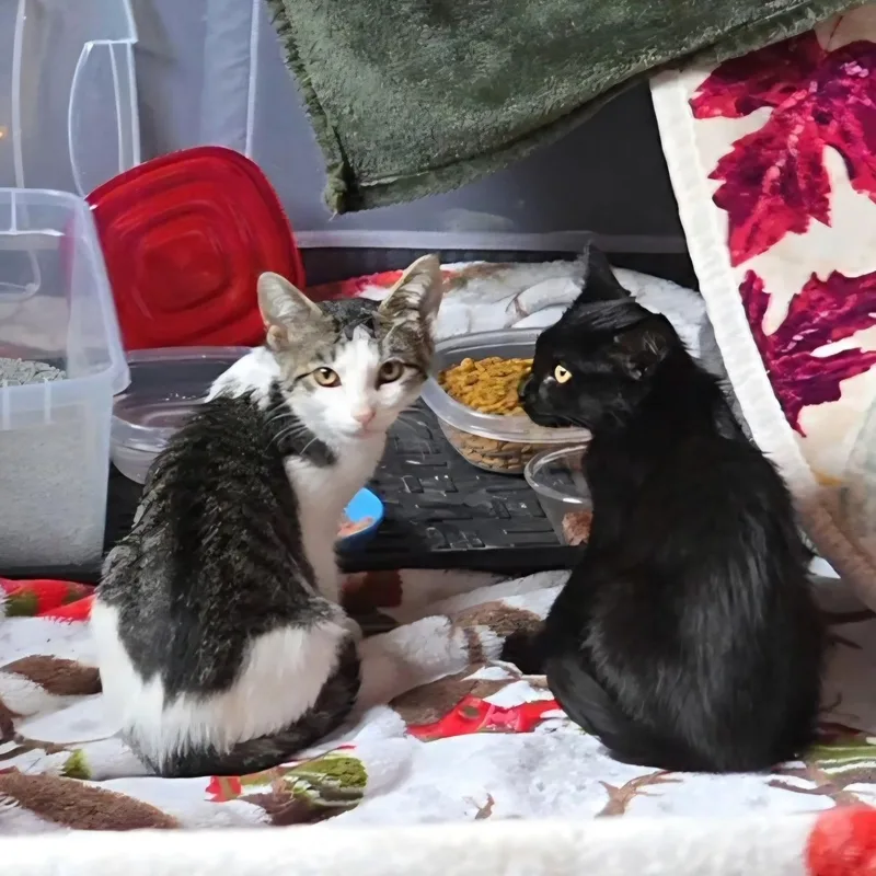 Biscotti and Tatum thumbnail 4