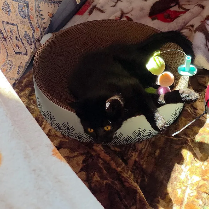 Biscotti and Tatum thumbnail 5