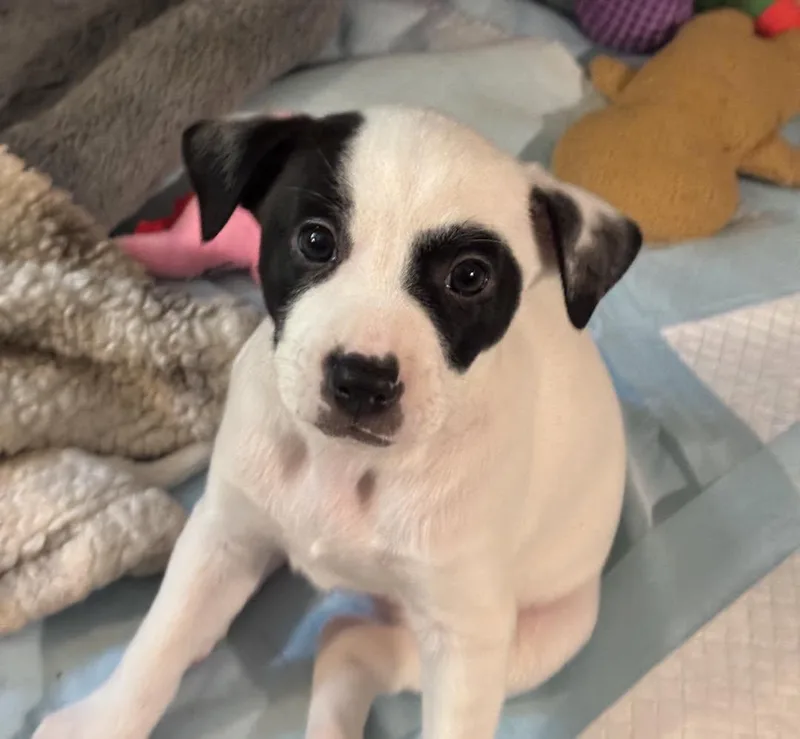 A young medium-sized female Black Mixed Breed dog named Ash for adoption in Grafton, MA