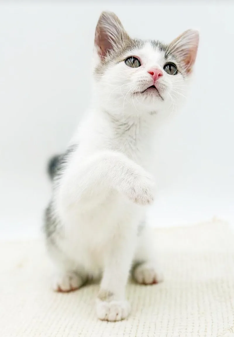 A baby small-sized male Tabby (Gray / Blue / Silver) Turkish Van cat named Brandon is a bouncy for adoption in Bedford Hills, NY