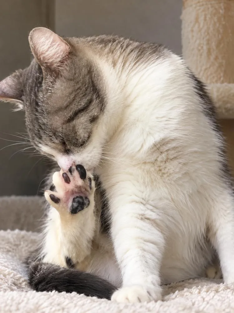 A baby medium-sized male Tabby cat named Dale for adoption in Calimesa, CA