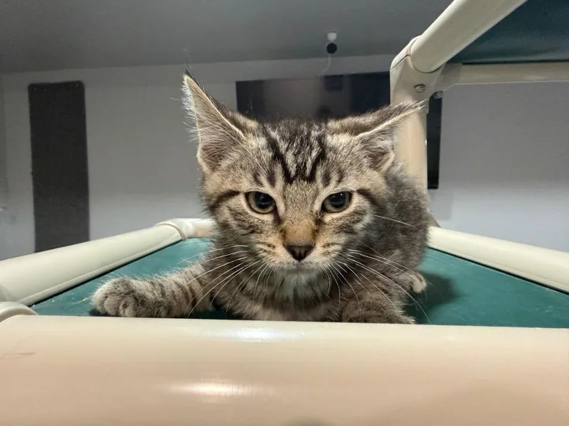 A baby small-sized male Tabby cat named Kevin Jonas for adoption in Powell, OH