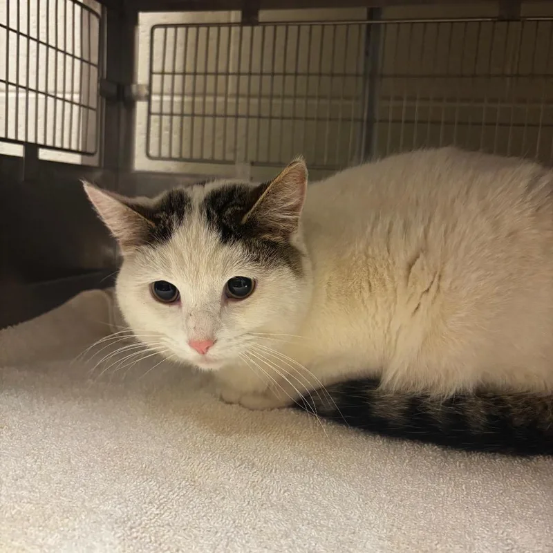 A young medium-sized male White Domestic Short Hair cat named Hunter for adoption in Bristol, IN
