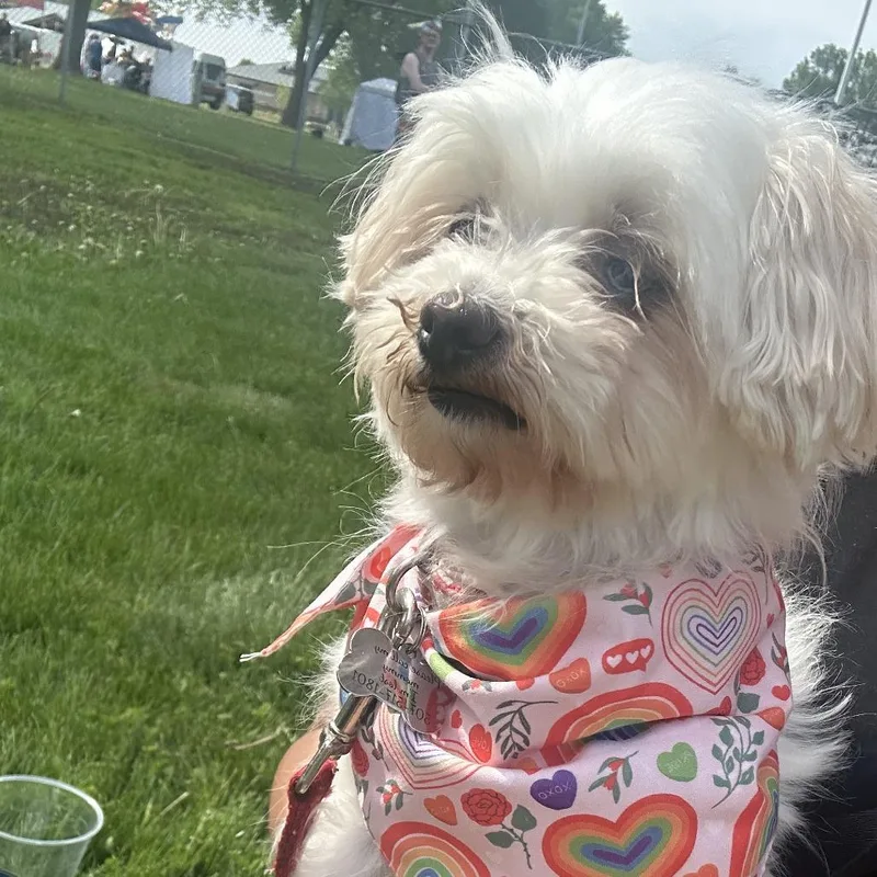 A senior small-sized female White / Cream Maltese dog named Ava for adoption in Rochester, MN