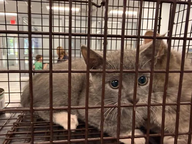 A baby small-sized female Domestic Short Hair cat named Rose for adoption in Charlotte, NC
