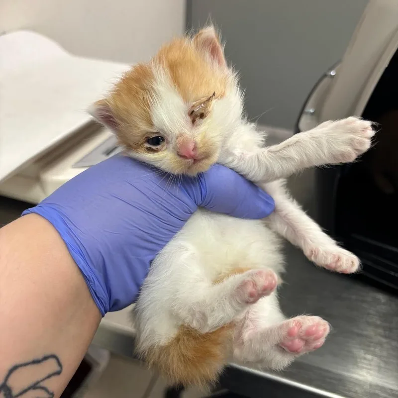 A baby small-sized female White Domestic Medium Hair cat named Whistle for adoption in Charleston, WV