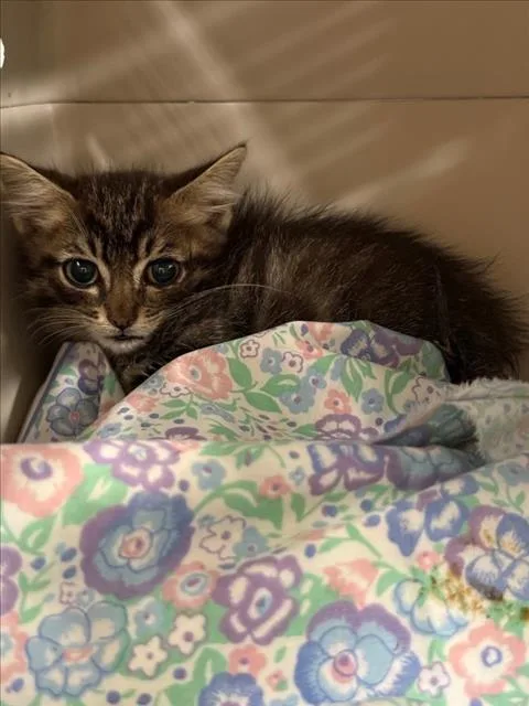 A baby medium-sized male Brown / Chocolate Domestic Short Hair cat named Camilo for adoption in Woodland, CA