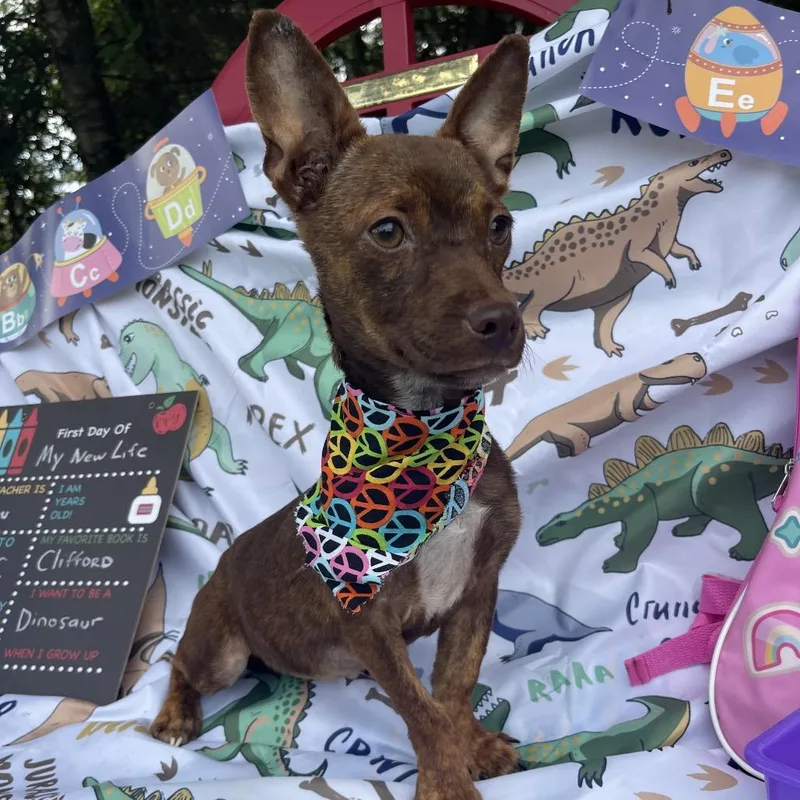 A baby small-sized female Chihuahua dog named Cleo for adoption in Sebring, FL
