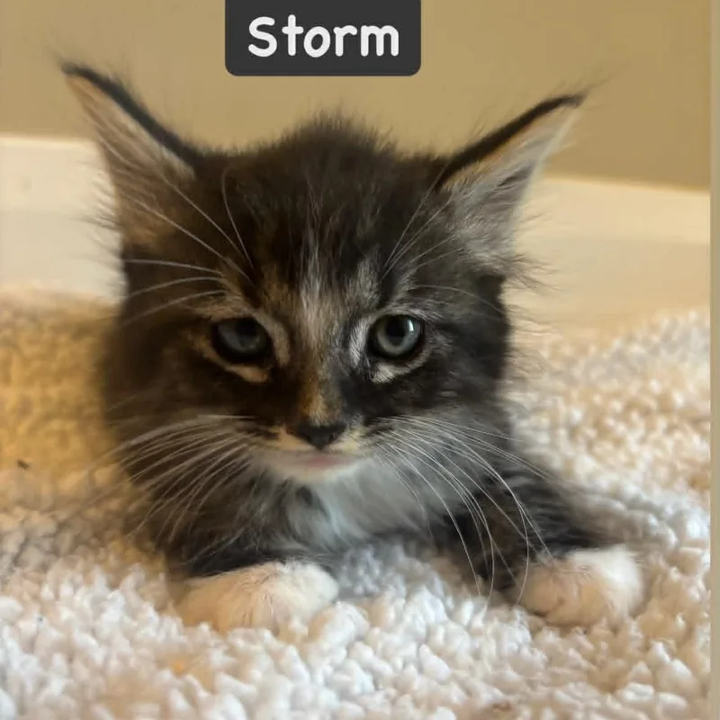 Storm
