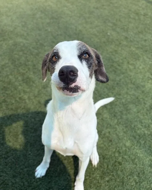An adult large-sized male Mixed Breed dog named Max for adoption in Dallas, TX