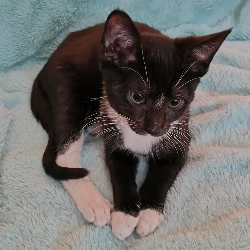 A baby small-sized male Domestic Short Hair cat named Sapote for adoption in Greensboro, NC