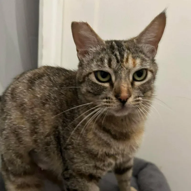 An adult small-sized female Brown / Chocolate Domestic Short Hair cat named Indie for adoption in Hemet, CA