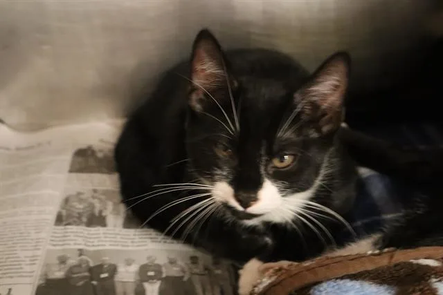 A baby small-sized male Domestic Short Hair cat named Teddy for adoption in Columbia, SC