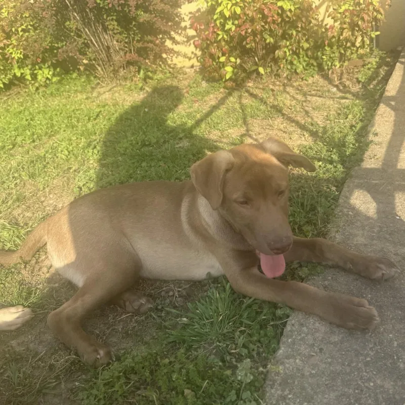 Goldie S thumbnail 2