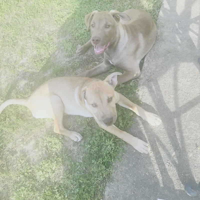 Goldie S thumbnail 3