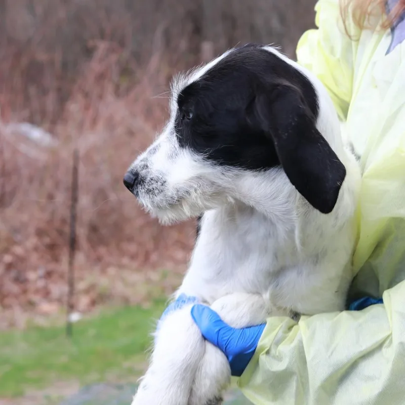 A baby small-sized female Black Coonhound dog named Ct Elmyra for adoption in Eastford, CT