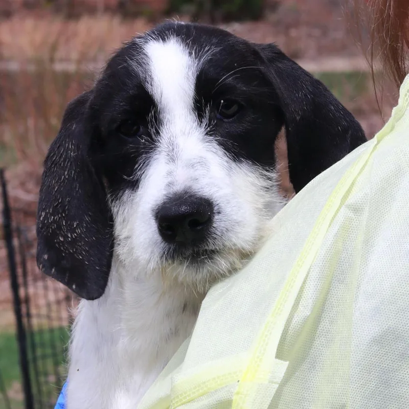 Ct Elmyra thumbnail 2