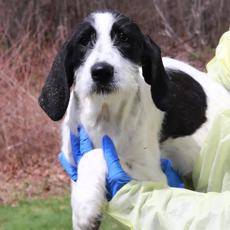 Ct Elmyra thumbnail 4