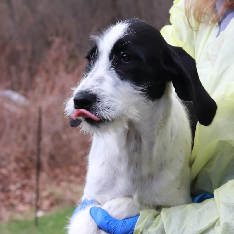 Ct Elmyra thumbnail 5