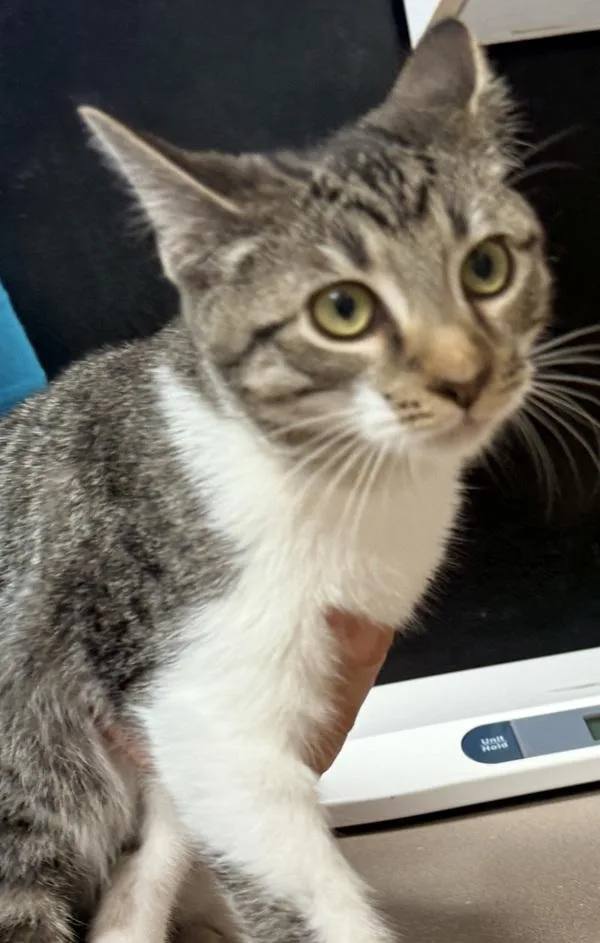 A baby small-sized male Domestic Short Hair cat named Stewie for adoption in Salisbury, MD