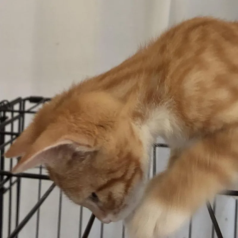 A baby small-sized male Orange / Red Domestic Short Hair cat named Woody for adoption in Buffalo, MN
