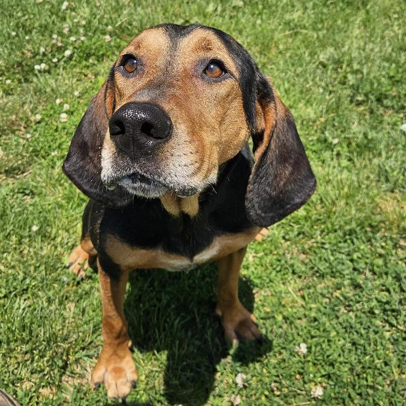 An adult medium-sized male Black Hound dog named Dubai for adoption in Benton Harbor, MI