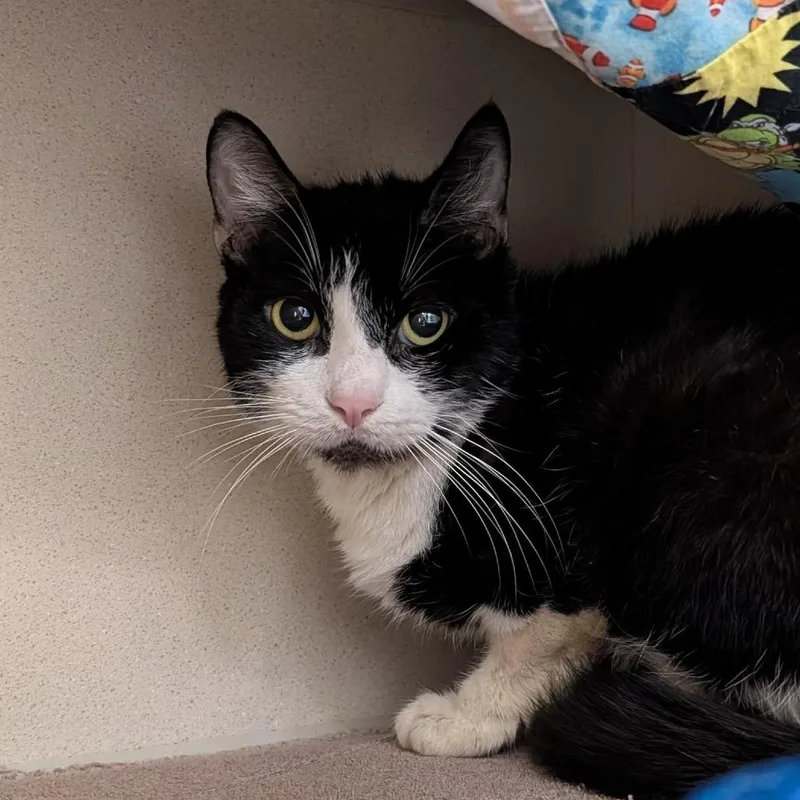 A senior medium-sized female Black Domestic Short Hair cat named Sweets for adoption in Tacoma, WA