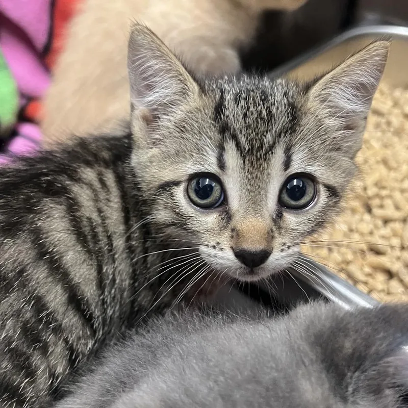 A baby small-sized female Black Domestic Short Hair cat named Agnes for adoption in Mentor, OH